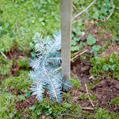 Frisch eingepflanztes Bäumchen