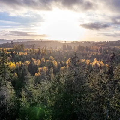 Blick auf eine weite Waldlandschaft in der Abendstimmung
