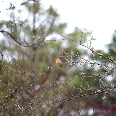 Rotkehlchen auf einem unbelaubten Ast im Winter