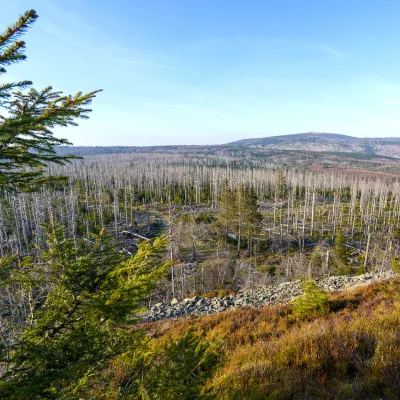 Weiter Blick auf eine abgestorbene Waldlandschaft im NP Harz