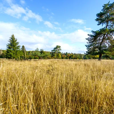 Weiter Blick auf eine offene Landschaft im NP Kellerwald