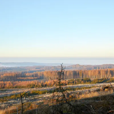 Weiter Blick auf die abgestorbene Waldlandschaft in Neuhäusel