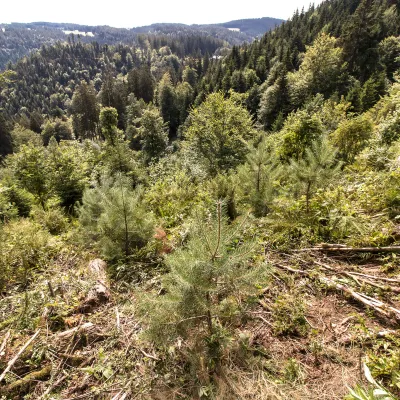 Blick über eine Waldlandschaft in Triberg