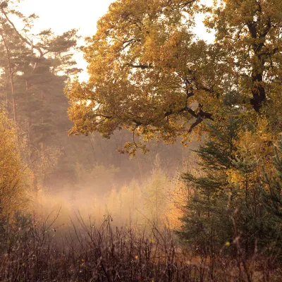 Stimmungsvoller Wald in der Üfter Markt