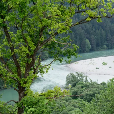 Fluss und Wald
