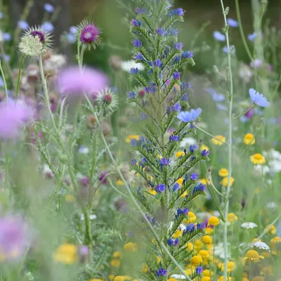 Blumenwiese