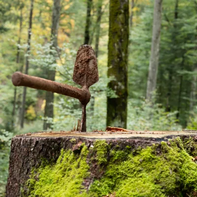 Wiedehopfhaue im Baumstumpf