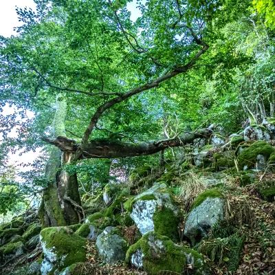 umgeknickter Baum