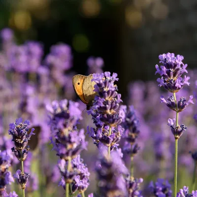 Schmetterling auf lila Blume