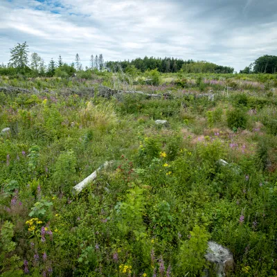 BWP_Bildergalerie_Hoher Westerwald_5.jpg