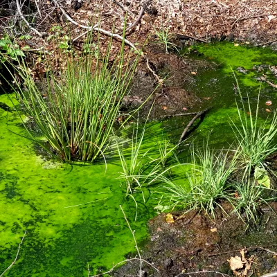 Nahaufnahme eines Moores