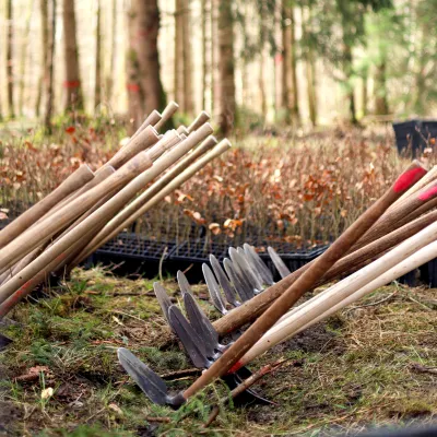 Wiedehophauen und Kisten voller Jungpflanzen