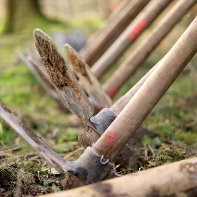Nahaufnahme von Wiedehophauen