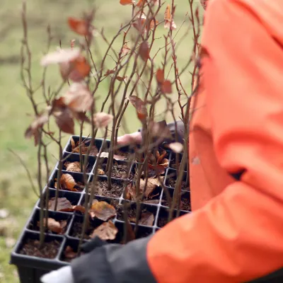 Frau trägt eine Kiste mit Jungpflanzen
