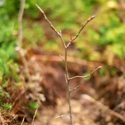 Frisch gepflanztes Bäumchen