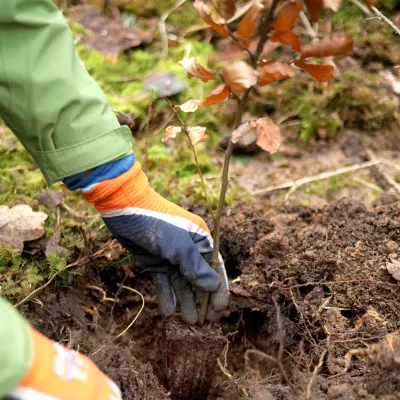 Hände, die ein Buchen-Bäumchen pflanzen