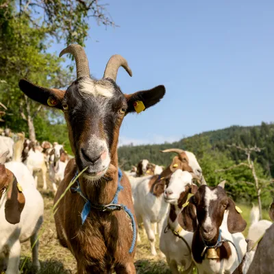 Ziegen die in die Kamera schauen