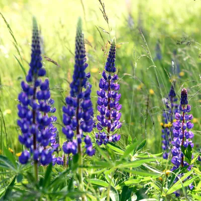 Nahaufnahme von Lupinen