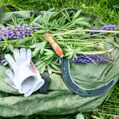 Stilleben aus Lupinen, Sichel und Handschuhen