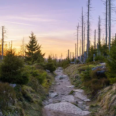 Weg durch abgestorbenen Wald