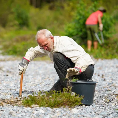 Mann zupft aufkommendes Grün aus Feuersteinfeldern
