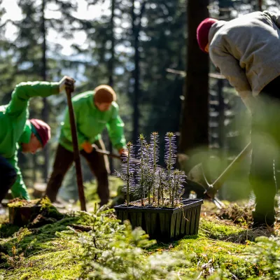 Gruppe pflanzt Weißtannen im Wald