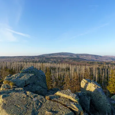 Tote Fichten soweit das Auge reicht