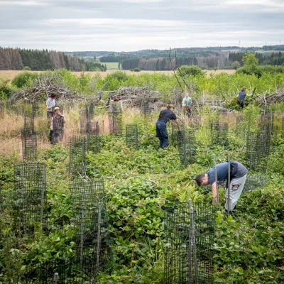 Weiter Blick auf eine Pflanzfläche mit Verbissschutz