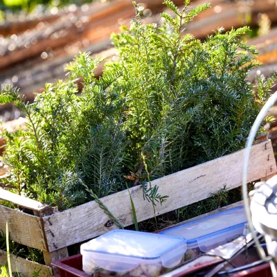 Holzkiste mit Jungpflanzen