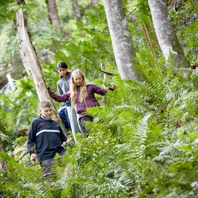Teilnehmende laufen bergab durch hohen Farn