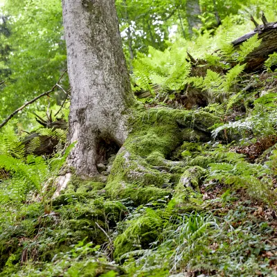 Waldfoto mit einem Baum, Farn und Moosen