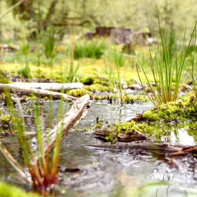 Nahaufnahme eines Moors