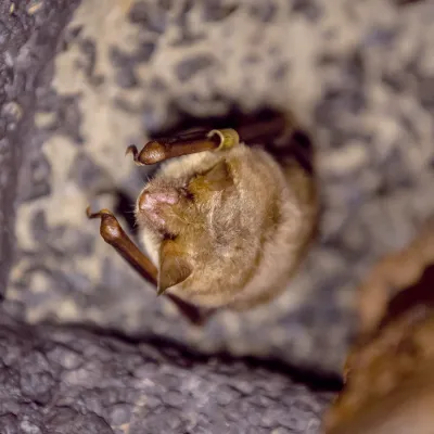 Bild einer Fledermaus