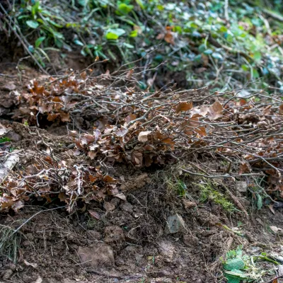 Bäumchen warten auf ihre Pflanzung