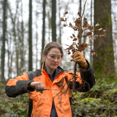 Projektleiterin kürzt die Wurzeln einer Jungpflanze