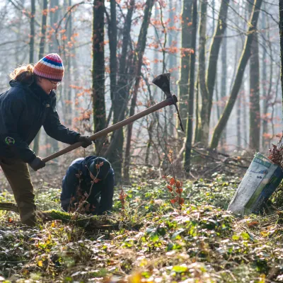 Teilnehmerin mit Wiedehopfhaue bei der Pflanzung