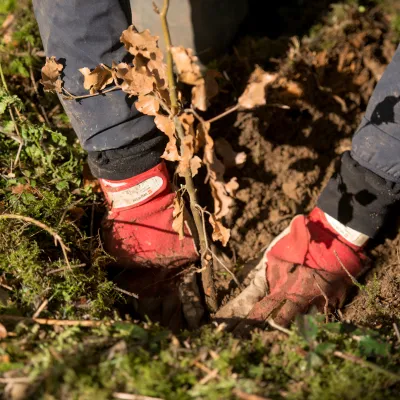 Ein junges Bäumchen kommt in die Erde