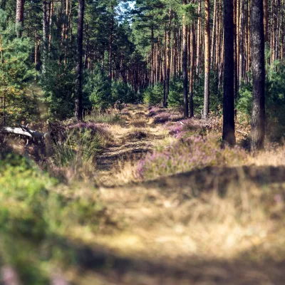 Waldstück in Weißhaus