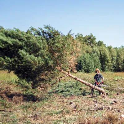 Bergwaldprojektler bei der Baumfällung