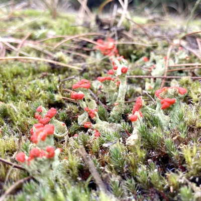 BWP_Bildergalerie_Amrum Duene_10