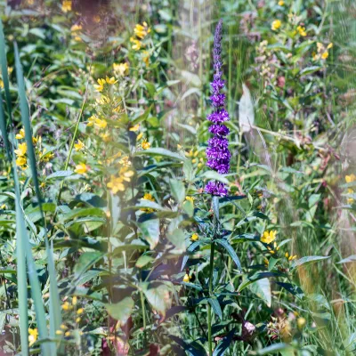Flora in der Vulkaneifel