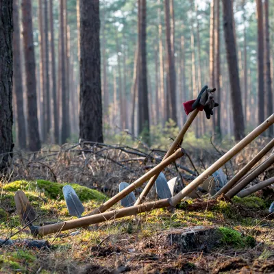 Eine Reihe Wiedehopfhauen warten im Wald auf ihren Einsatz