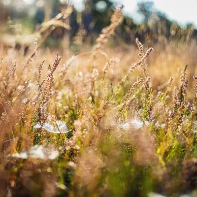 Nahaufnahme der Heide