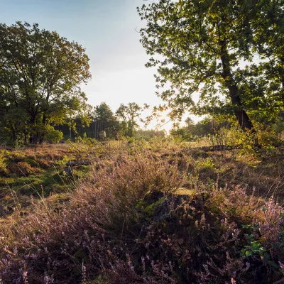 Stimmungsvoller Blick über die Heidelandschaft