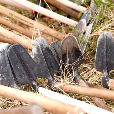 Mehrere Wiedehopfhauen