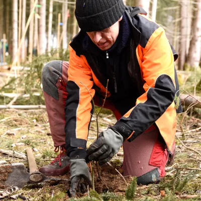 Pflanzung eines Jungbaumes