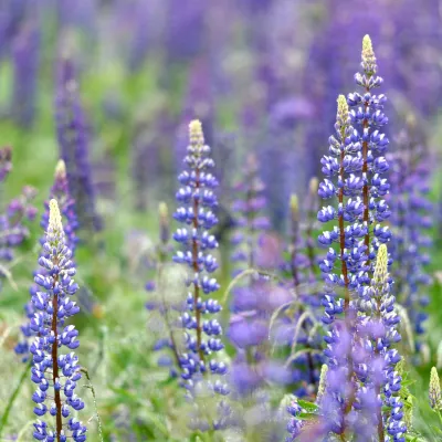 Nahaufnahme von Lupinen in der Rhön