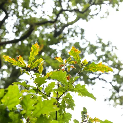 Eiche
