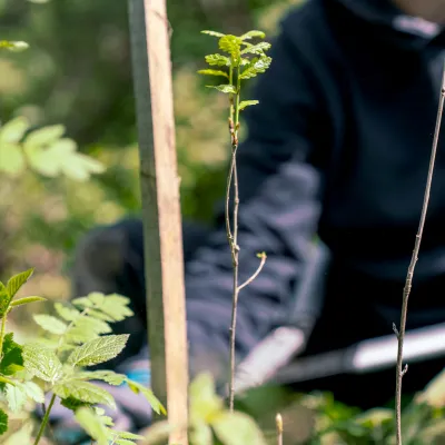 Frisch gepflanztes Bäumchen