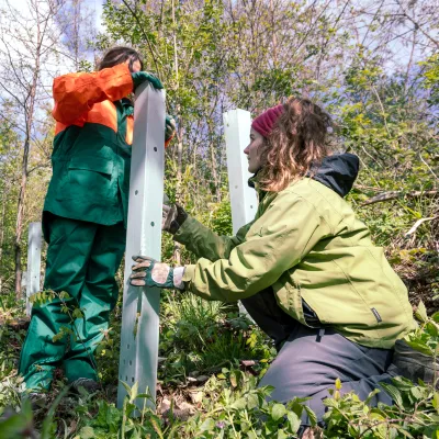 Teilnehmende beim Anbringen von Verbissschutz